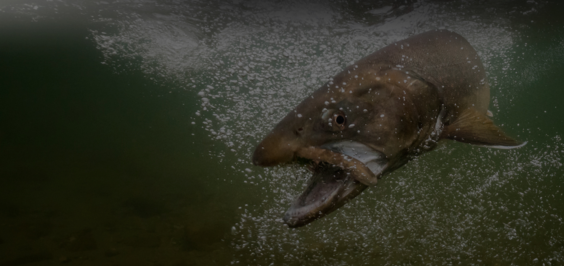 Fishing Tours in Northern BC