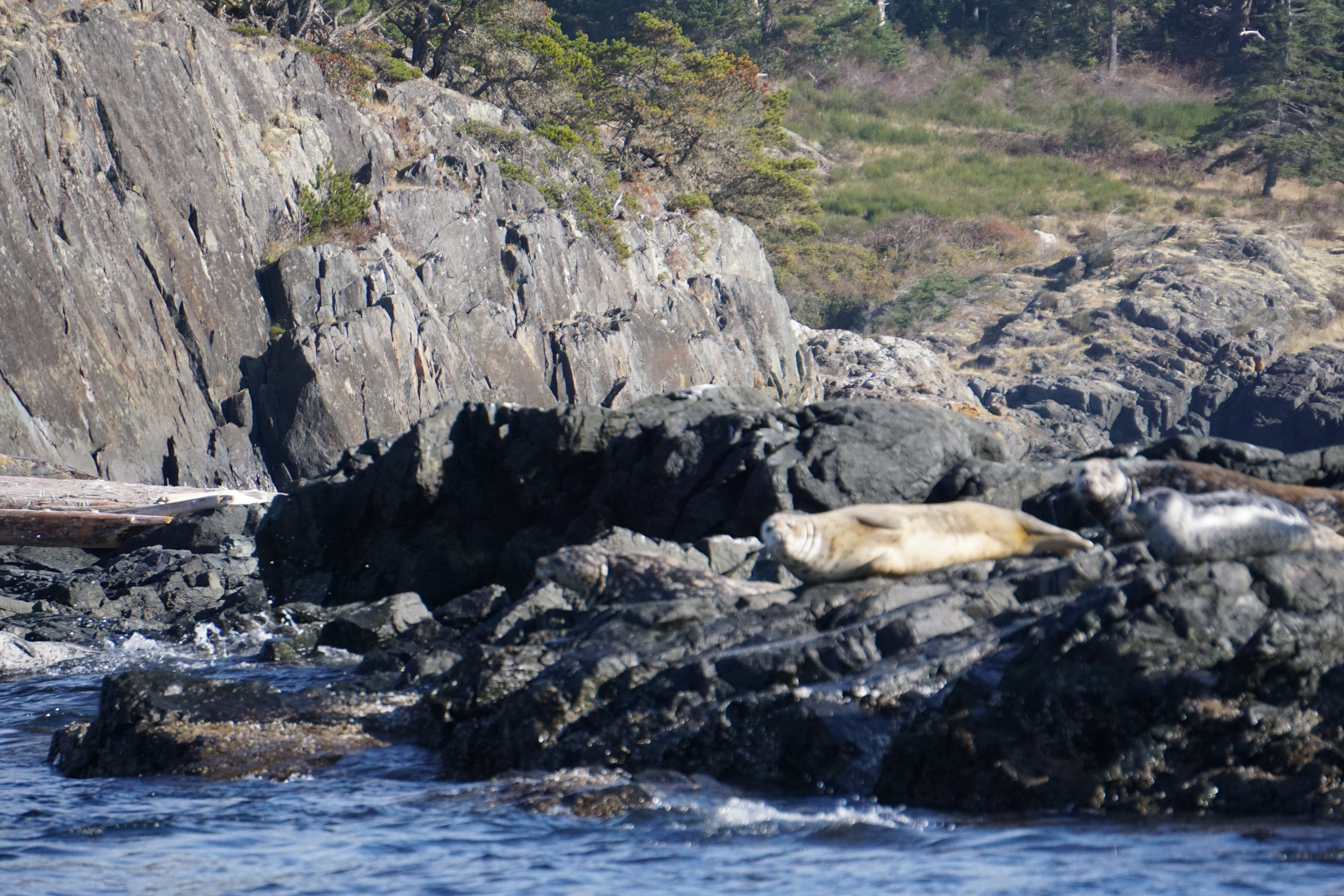 3 Day Wildlife Tracking & Whale Watching Tour